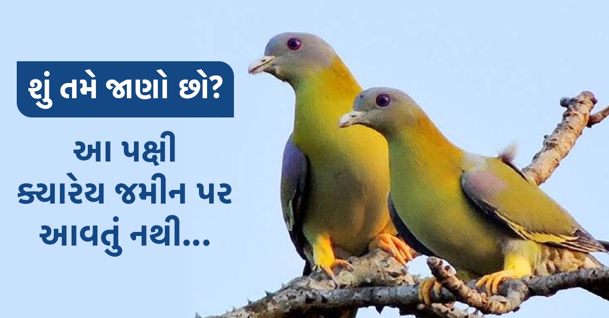 bird love