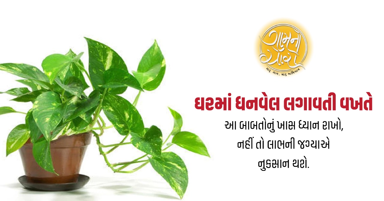benefits money vel plant