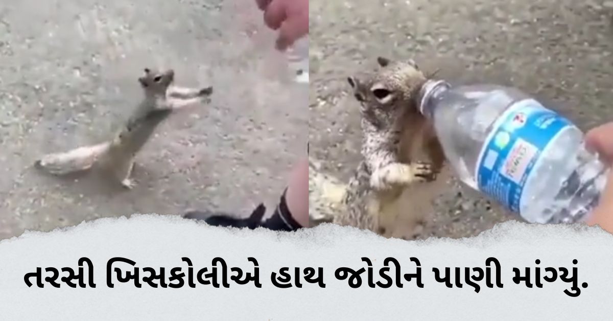 squirrel lover