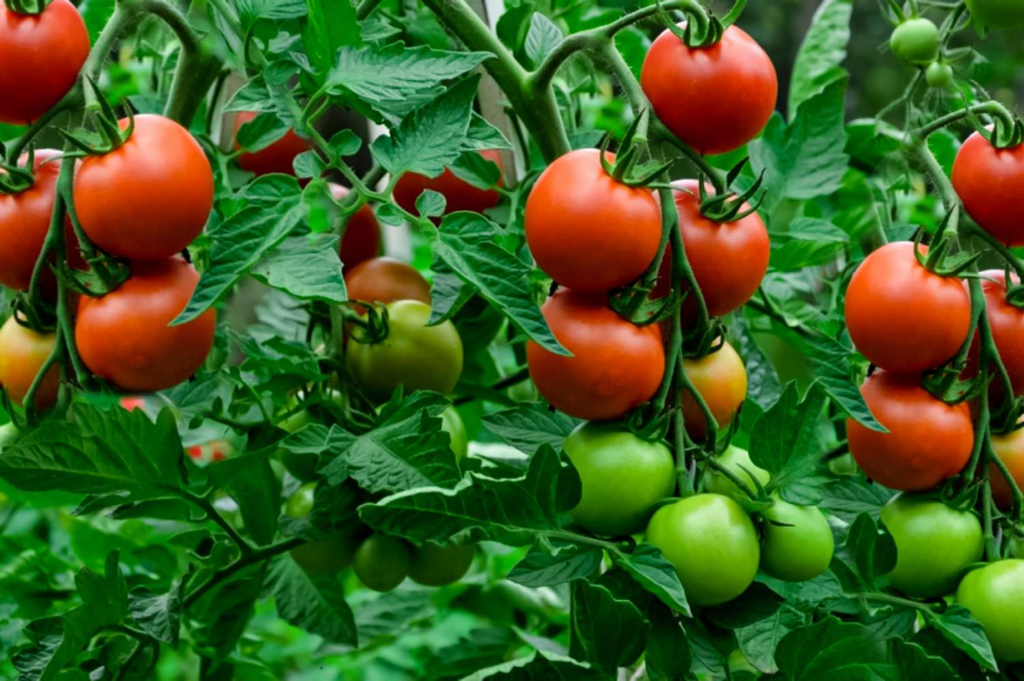 tomatoes
farming
green
