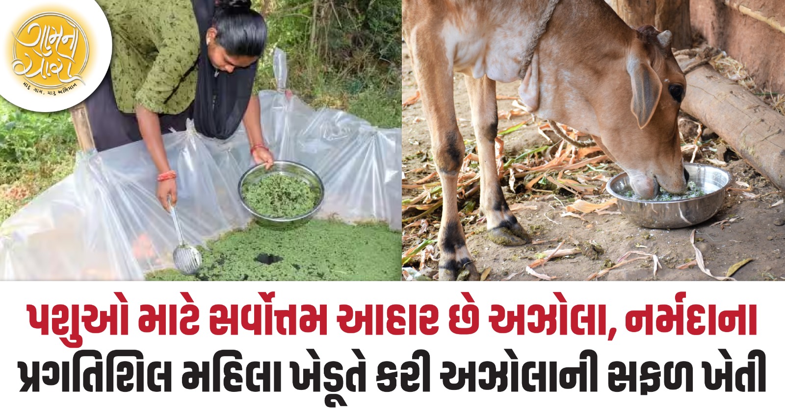 azolla farming