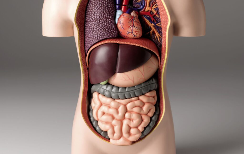 Human Liver | Human Body | human Body facts | Gam no choro | Gujarati news | Divya Bhaskar | Gujarat samachar | Gujarati story | Gujarati jokes | Gujarat ni history | gujarati varta | gujarati funny jokes | gujarati inspirational story | gujarati love stories | gujarati moral stories | gujarati short stories | Gujarat news | Gujarati cinema | Film | Gujarati Blog | Gujarati Thoughts/Ideas | Gujarati Literature | Gujarati Culture | Gujarati Photography | Gujarati Poetry | Gujarati Music | Gujarati Films/Movies | Gujarati Stories | Gujarati Health | Gujarati Recipes | Gujarati Technology | Gujarati Sports | Gujarati Universities