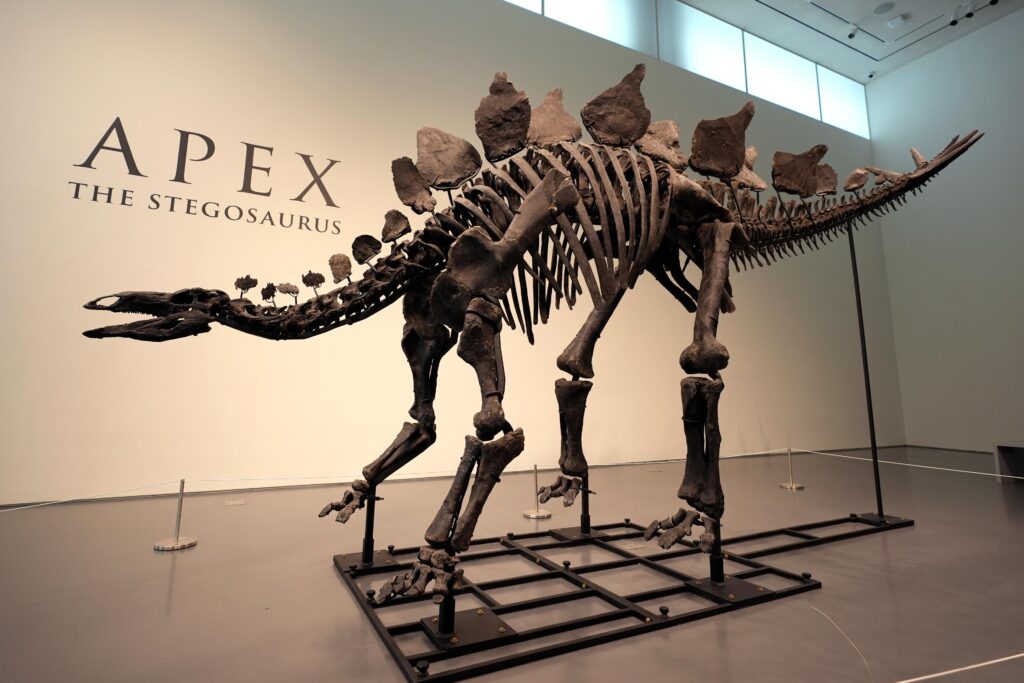 Dinosaur Skeletons | Stegosaurs | Apex | Ken Griffin | Sotheby's | Gam no choro | Gujarati news | Divya Bhaskar | Gujarat samachar | Gujarati story | Gujarati jokes | Gujarat ni history | gujarati varta | gujarati funny jokes | gujarati inspirational story | gujarati love stories | gujarati moral stories | gujarati short stories | Gujarat news | Gujarati cinema | Film | Gujarati Blog | Gujarati Thoughts/Ideas | Gujarati Literature | Gujarati Culture | Gujarati Photography | Gujarati Poetry | Gujarati Music | Gujarati Films/Movies | Gujarati Stories | Gujarati Health | Gujarati Recipes | Gujarati Technology | Gujarati Sports | Gujarati Universities