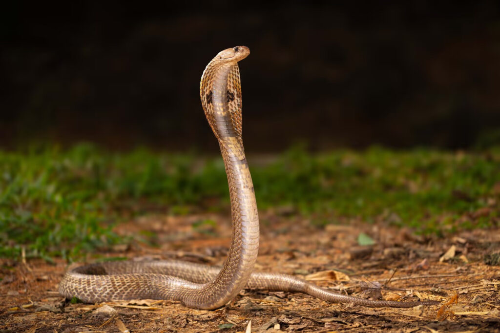 Snakebite | Snakes | Rajiv Pratap | Gam no choro | Gujarati news | Janva Jevu | Khas Khabar | Ajab Gajab | Divya Bhaskar | Gujarat samachar | Gujarati story | Gujarati jokes | Gujarat ni history | gujarati varta | gujarati funny jokes | gujarati inspirational story | gujarati love stories | gujarati moral stories | gujarati short stories | Gujarat news | Gujarati cinema | Film | Gujarati Blog | Gujarati Thoughts/Ideas | Gujarati Literature | Gujarati Culture | Gujarati Photography | Gujarati Poetry | Gujarati Music | Gujarati Films/Movies | Gujarati Stories | Gujarati Health | Gujarati Recipes | Gujarati Technology | Gujarati Sports | Gujarati Universities