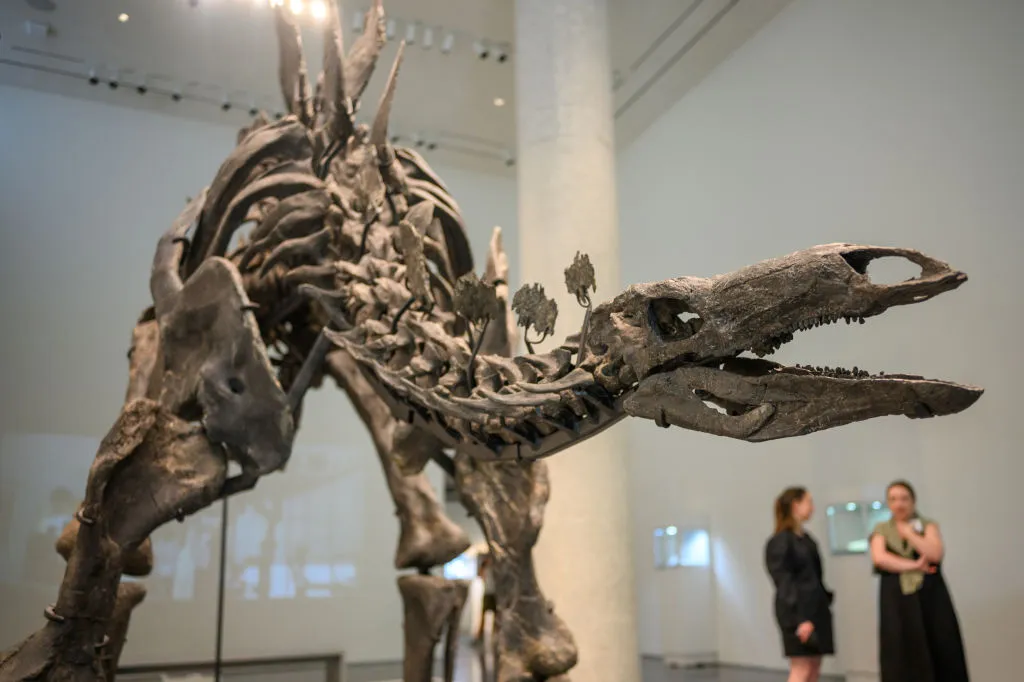 Dinosaur Skeletons | Stegosaurs | Apex | Ken Griffin | Sotheby's | Gam no choro | Gujarati news | Divya Bhaskar | Gujarat samachar | Gujarati story | Gujarati jokes | Gujarat ni history | gujarati varta | gujarati funny jokes | gujarati inspirational story | gujarati love stories | gujarati moral stories | gujarati short stories | Gujarat news | Gujarati cinema | Film | Gujarati Blog | Gujarati Thoughts/Ideas | Gujarati Literature | Gujarati Culture | Gujarati Photography | Gujarati Poetry | Gujarati Music | Gujarati Films/Movies | Gujarati Stories | Gujarati Health | Gujarati Recipes | Gujarati Technology | Gujarati Sports | Gujarati Universities