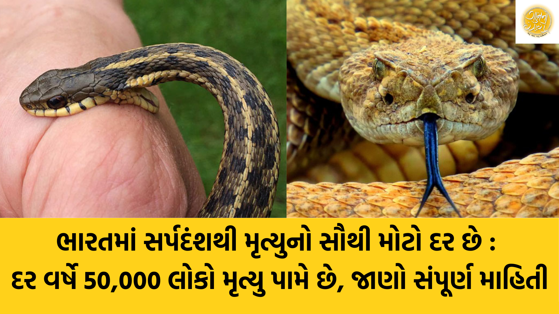 Snakebite | Rajiv Pratap Rudy | Gam no choro | Gujarati news | Janva Jevu | Khas Khabar | Ajab Gajab | Divya Bhaskar | Gujarat samachar | Gujarati story | Gujarati jokes | Gujarat ni history | gujarati varta | gujarati funny jokes | gujarati inspirational story | gujarati love stories | gujarati moral stories | gujarati short stories | Gujarat news | Gujarati cinema | Film | Gujarati Blog | Gujarati Thoughts/Ideas | Gujarati Literature | Gujarati Culture | Gujarati Photography | Gujarati Poetry | Gujarati Music | Gujarati Films/Movies | Gujarati Stories | Gujarati Health | Gujarati Recipes | Gujarati Technology | Gujarati Sports | Gujarati Universities