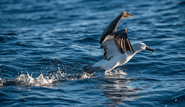 Albatross Bird | Longest Wings Bird | Amazing world | Gujarati Blogs | Gam no choro | Gujarati news | Divya Bhaskar | Gujarat samachar | Jamaat | Jalsa karo jentilal | Jalsa | Gujarati story | Gujarati jokes | Gujarat ni history | gujarati varta | gujarati funny jokes | gujarati inspirational story | gujarati love stories | gujarati moral stories | gujarati short stories | gujarati varta story | jokes gujarati funny | love story gujarati | Gujarati news | Gujarat| BAPS Hindu Mandir, Abu Dhabi | Gujarat news | sarangpur hanuman | Gujarati cinema | Film | mumbai samachar | dwarka | stay in us | stay in uk | Gujarati Blog | Gujarati Thoughts/Ideas | Gujarati Literature | Gujarati Culture | Gujarati Photography | Gujarati Poetry | Gujarati Music | Gujarati Films/Movies | Gujarati Stories | Gujarati Health | Gujarati Recipes | Gujarati Technology | Gujarati Sports | Gujarati Universities | Gujarati Riddles