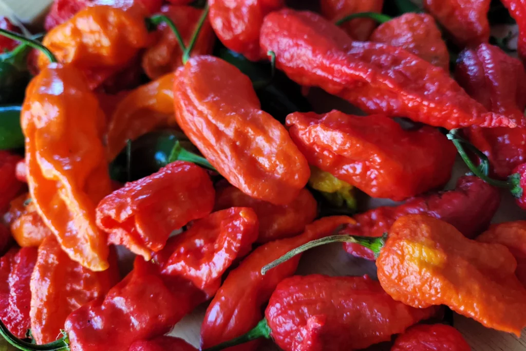 Ghost Pepper | Indian Masalas | Japan | Chips | R 18+ Curry Chips | Gam no choro | Gujarati news | Divya Bhaskar | Gujarat samachar | Gujarati story | Gujarati jokes | Gujarat ni history | gujarati varta | gujarati funny jokes | gujarati inspirational story | gujarati love stories | gujarati moral stories | gujarati short stories | Gujarat news | Gujarati cinema | Film | Gujarati Blog | Gujarati Thoughts/Ideas | Gujarati Literature | Gujarati Culture | Gujarati Photography | Gujarati Poetry | Gujarati Music | Gujarati Films/Movies | Gujarati Stories | Gujarati Health | Gujarati Recipes | Gujarati Technology | Gujarati Sports | Gujarati Universities