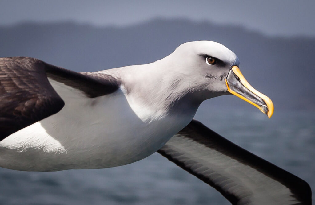 Albatross Bird | Longest Wings Bird | Amazing world | Gujarati Blogs | Gam no choro | Gujarati news | Divya Bhaskar | Gujarat samachar | Jamaat | Jalsa karo jentilal | Jalsa | Gujarati story | Gujarati jokes | Gujarat ni history | gujarati varta | gujarati funny jokes | gujarati inspirational story | gujarati love stories | gujarati moral stories | gujarati short stories | gujarati varta story | jokes gujarati funny | love story gujarati | Gujarati news | Gujarat| BAPS Hindu Mandir, Abu Dhabi | Gujarat news | sarangpur hanuman | Gujarati cinema | Film | mumbai samachar | dwarka | stay in us | stay in uk | Gujarati Blog | Gujarati Thoughts/Ideas | Gujarati Literature | Gujarati Culture | Gujarati Photography | Gujarati Poetry | Gujarati Music | Gujarati Films/Movies | Gujarati Stories | Gujarati Health | Gujarati Recipes | Gujarati Technology | Gujarati Sports | Gujarati Universities | Gujarati Riddles