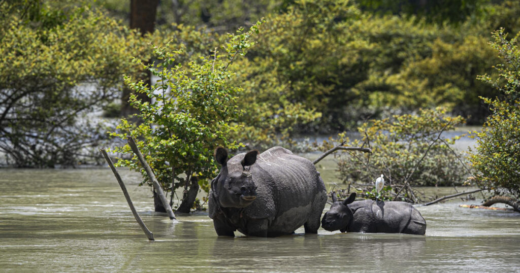 Assam Flood | Assam | Kaziranga National Park | Heavy Rainfall | Gam no choro | Gujarati news | Divya Bhaskar | Gujarat samachar | Jamaat | Jalsa karo jentilal | Jalsa | Gujarati story | Gujarati jokes | Gujarat ni history | gujarati varta | gujarati funny jokes | gujarati inspirational story | gujarati love stories | gujarati moral stories | gujarati short stories | gujarati varta story | jokes gujarati funny | love story gujarati | Gujarati news | Gujarat| BAPS Hindu Mandir, Abu Dhabi | Gujarat news | sarangpur hanuman | Gujarati cinema | Film | mumbai samachar | dwarka | stay in us | stay in uk | Gujarati Blog | Gujarati Thoughts/Ideas | Gujarati Literature | Gujarati Culture | Gujarati Photography | Gujarati Poetry | Gujarati Music | Gujarati Films/Movies | Gujarati Stories | Gujarati Health | Gujarati Recipes | Gujarati Technology | Gujarati Sports | Gujarati Universities | Gujarati Riddles