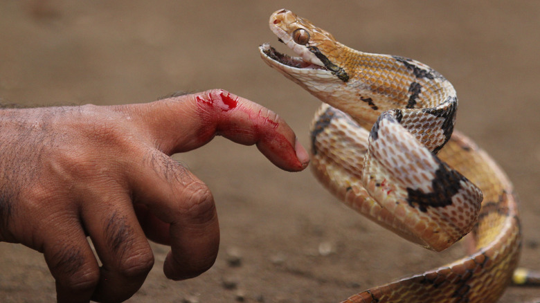 Snakebite | Snakes | Rajiv Pratap | Gam no choro | Gujarati news | Janva Jevu | Khas Khabar | Ajab Gajab | Divya Bhaskar | Gujarat samachar | Gujarati story | Gujarati jokes | Gujarat ni history | gujarati varta | gujarati funny jokes | gujarati inspirational story | gujarati love stories | gujarati moral stories | gujarati short stories | Gujarat news | Gujarati cinema | Film | Gujarati Blog | Gujarati Thoughts/Ideas | Gujarati Literature | Gujarati Culture | Gujarati Photography | Gujarati Poetry | Gujarati Music | Gujarati Films/Movies | Gujarati Stories | Gujarati Health | Gujarati Recipes | Gujarati Technology | Gujarati Sports | Gujarati Universities