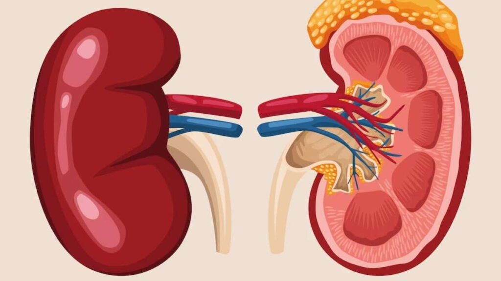Human Liver | Human Body | human Body facts | Gam no choro | Gujarati news | Divya Bhaskar | Gujarat samachar | Gujarati story | Gujarati jokes | Gujarat ni history | gujarati varta | gujarati funny jokes | gujarati inspirational story | gujarati love stories | gujarati moral stories | gujarati short stories | Gujarat news | Gujarati cinema | Film | Gujarati Blog | Gujarati Thoughts/Ideas | Gujarati Literature | Gujarati Culture | Gujarati Photography | Gujarati Poetry | Gujarati Music | Gujarati Films/Movies | Gujarati Stories | Gujarati Health | Gujarati Recipes | Gujarati Technology | Gujarati Sports | Gujarati Universities